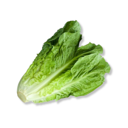 Romaine lettuce