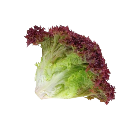 Lollo Rosso Lettuce