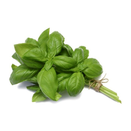 Holy Basil (Tulsi)