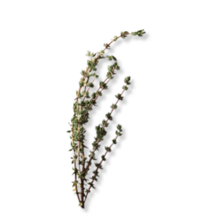 Thyme